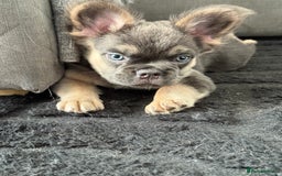 French Bulldog dogs for sale:  French bull dog female puppy! - Image 2