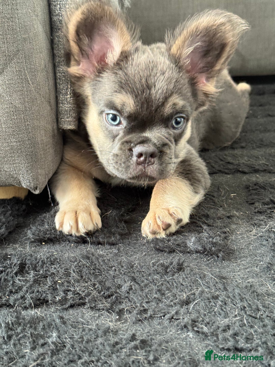French Bulldog dogs for sale:  French bull dog female puppy! - Image 2
