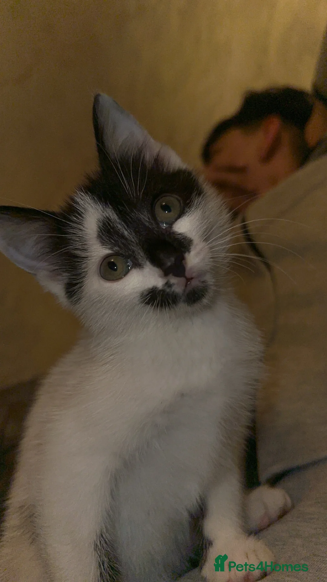 Domestic Shorthair cats for sale: Gorgeous tabby and British shorthair kitten - Advert 36