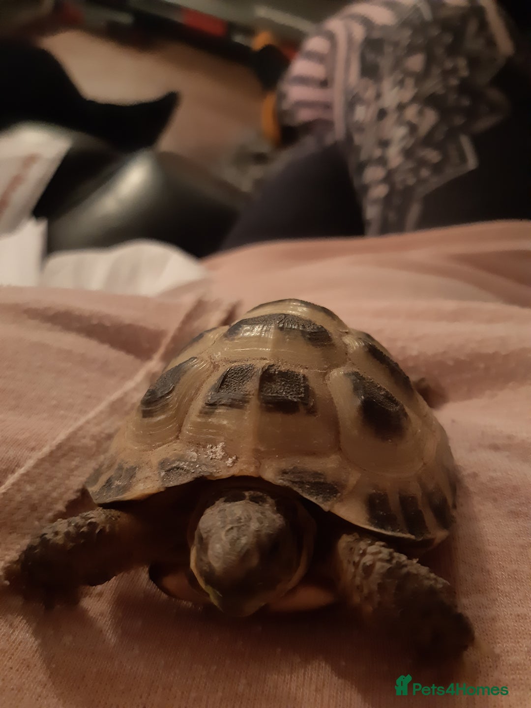 Tortoise reptiles for sale: 3yr old horsefield Tortoise (PENDING COLLECTION)  - Image 5