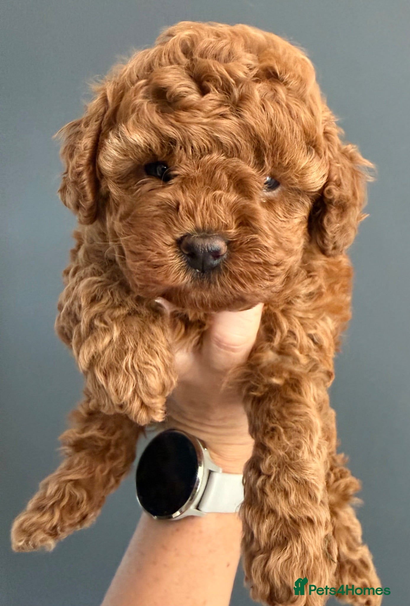 Toy Poodle dogs Beautiful Red Toy Poodle Puppies -Boy & Girl  - Advert 17