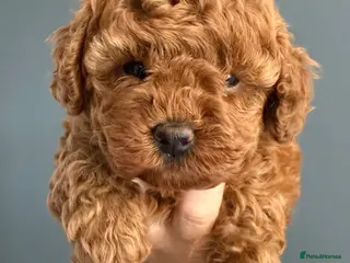 Toy Poodle dogs Beautiful Red Toy Poodle Puppies -Boy & Girl - Advert 1