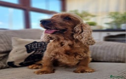 Cocker Spaniel dogs for sale: Pedigree Show Cocker Spaniel puppies.  - Image 8