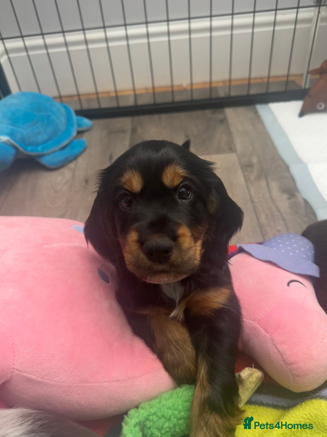 Cocker Spaniel dogs for sale: *READY TO LEAVE* Show Cocker Spaniel Pups - Image 3