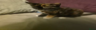 Mixed Breed 4