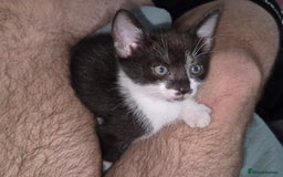 Mixed Breed cats for sale: Fluffy kittens - Image 13