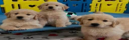 Golden Retriever dogs for sale: Golden retriever puppies - Advert 4