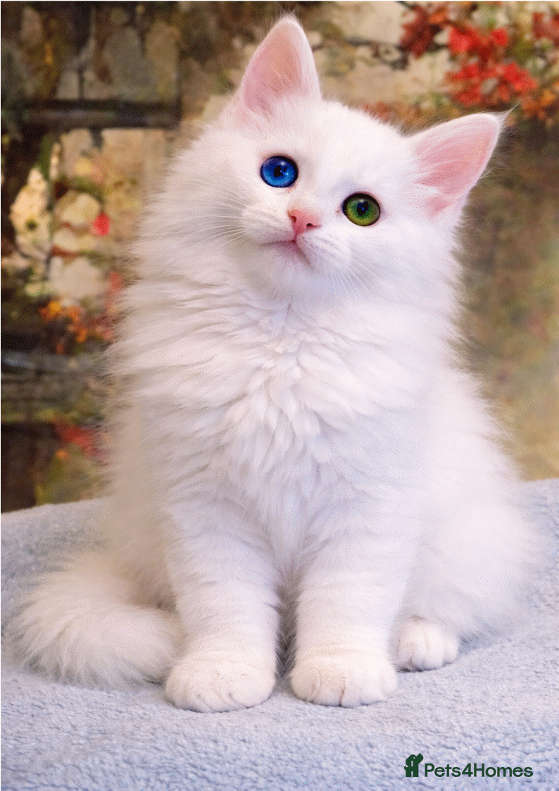 Maine Coon cats Maine Coon Kittens world Champion Bloodlines - Advert 1