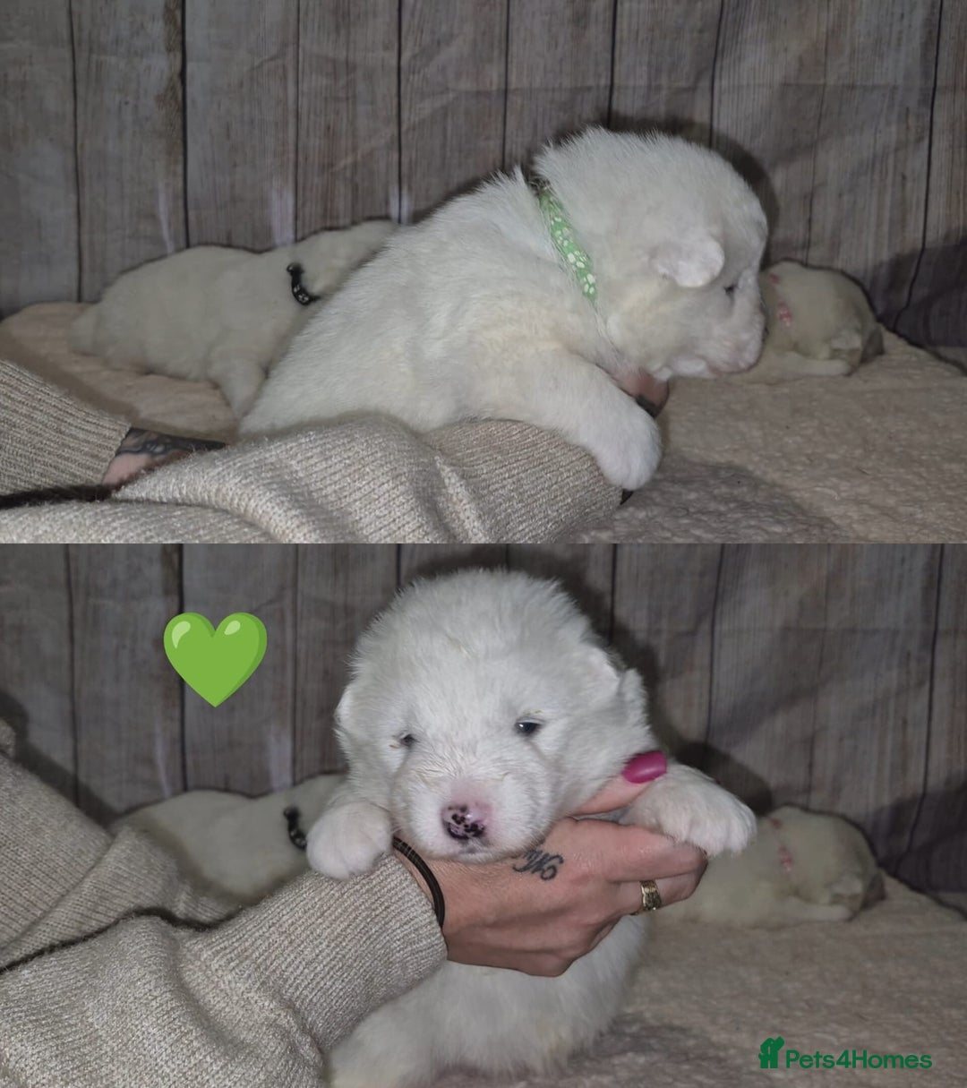 Samoyed dogs for sale: 4 Beautiful Pure Samoyeds ❤️ - Advert 12