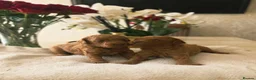 Cockapoo dogs for sale: Beautiful red toy cockapoo puppy - Advert 6