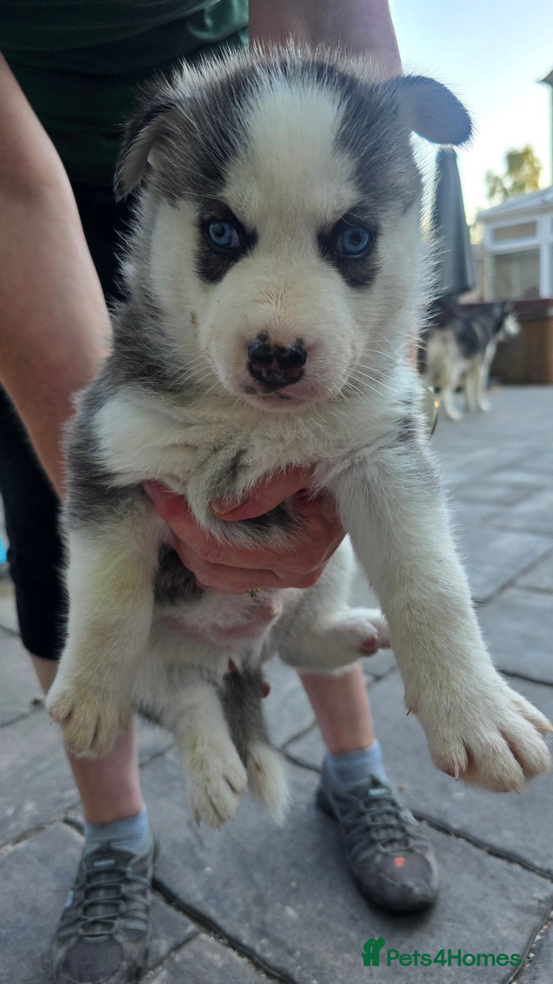Siberian Husky dogs for sale: Siberian husky pups  - Image 9
