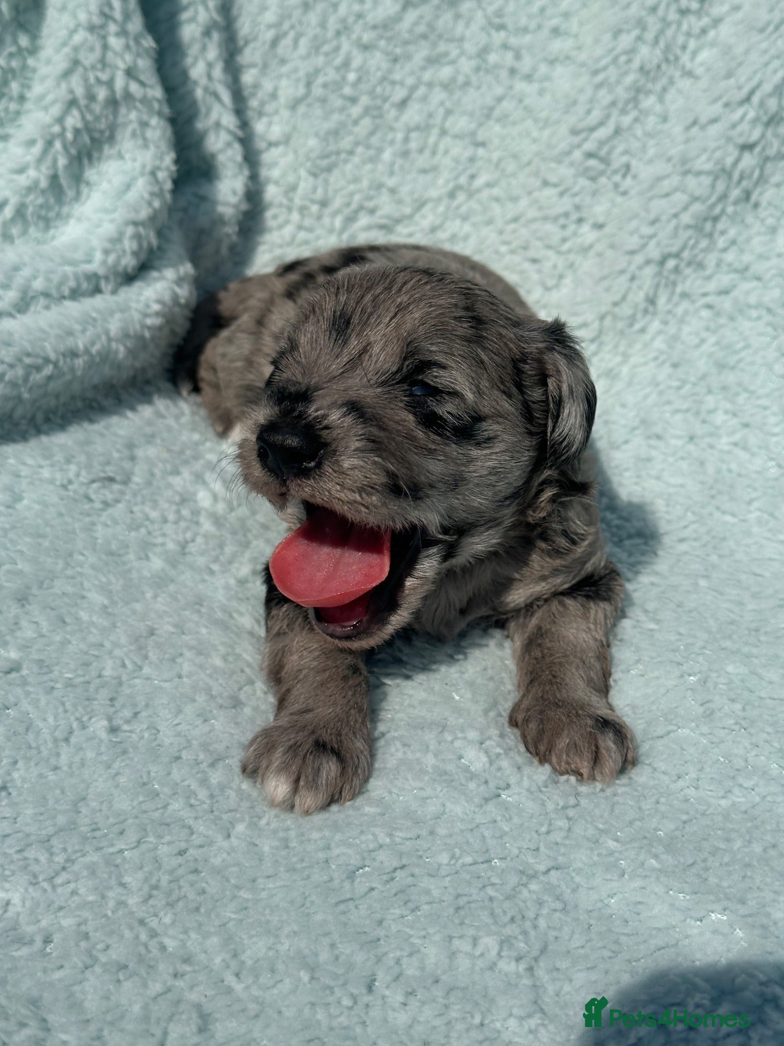 Schnoodle dogs F1B Stunning Merle Schnoodle  - Advert 2
