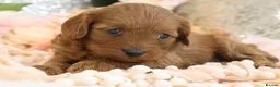 Cavapoo dogs for sale: *HEALTH TESTED* Cavapoo Puppies - Advert 4