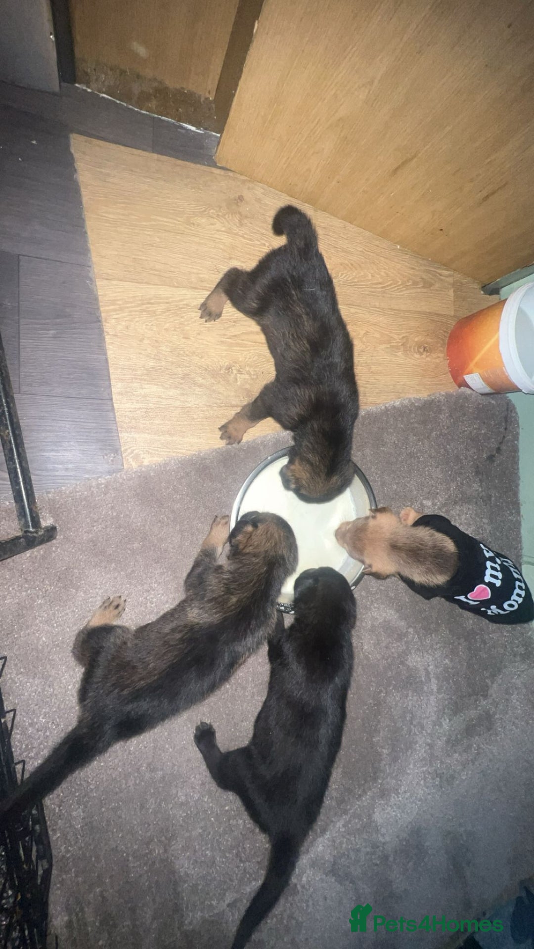 German Shepherd dogs for sale: German shepard pups - Image 7