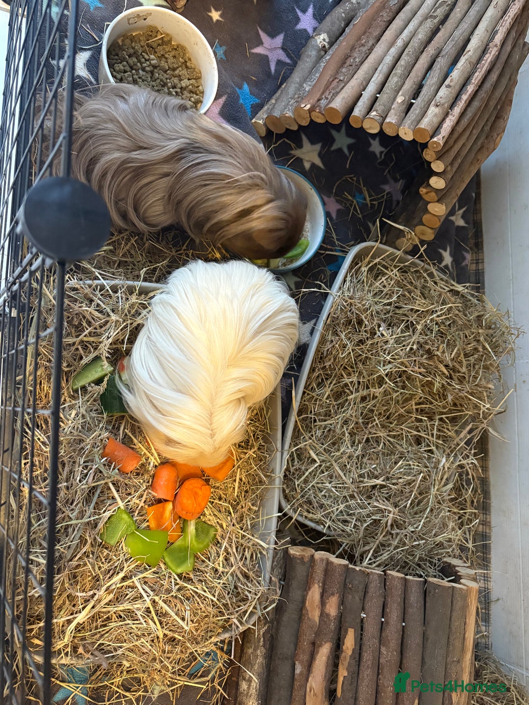 Guinea Pig rodents for sale: Male Guinea Pigs - Image 1