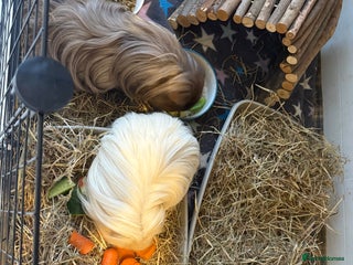 Guinea Pig rodents - Advert 2