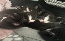 Mixed Breed cats for sale: 6 kittens for sale  - Image 7
