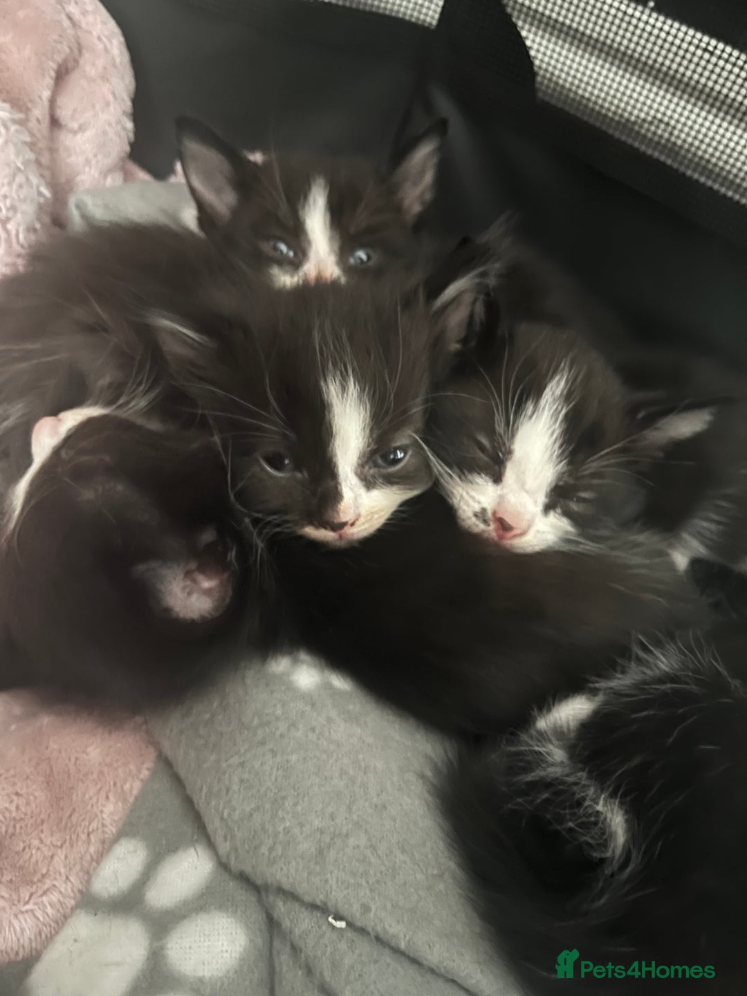 Mixed Breed cats for sale: 6 kittens for sale  - Image 7