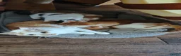 Mixed Breed cats for sale: Ginger-and-white boys and one Clico girl - Advert 4