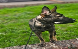 German Shepherd dogs for sale: Katie Potter - Image 3