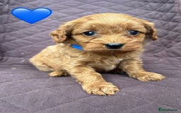 Cavapoo dogs for sale: ✨ Gorgeous F1 Cavapoo Puppies ✨ - Image 10