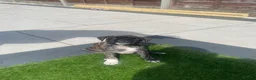 Mixed Breed dogs for sale: Mix , pug(dad) and staffy(mum) - Advert 3