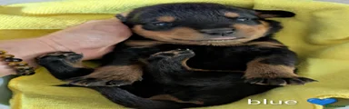 Rottweiler Puppy - Blue