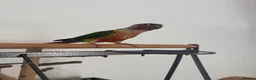 Conures birds for sale: Red factor, yellow sided pineapple conure - Advert 13