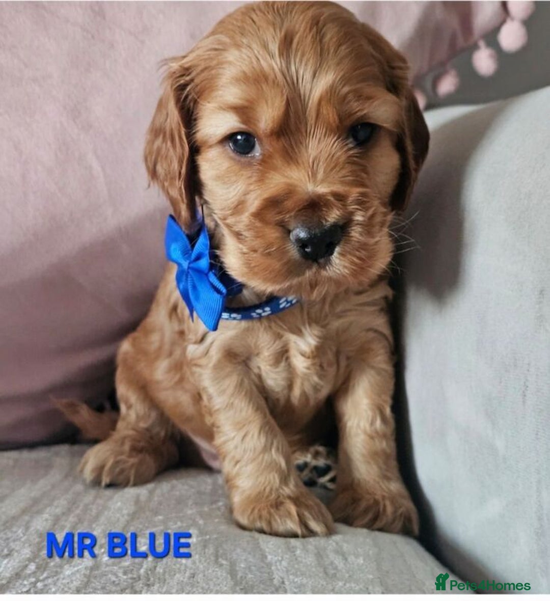 Cocker Spaniel dogs for sale: Stunning! Golden Kc Show Type Cocker Spaniels. - Advert 1