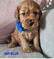 Cocker Spaniel dogs Stunning! Golden Kc Show Type Cocker Spaniels. - Advert 15