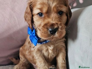 Cocker Spaniel dogs for sale: Stunning! Golden Kc Show Type Cocker Spaniels. - Advert 1