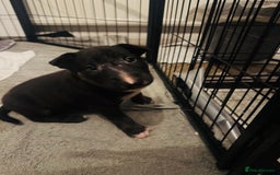 English Bull Terrier dogs for sale: 9 KC REGISTERED ENGLISH BULL TERRIER PUPPEIES in Thetford - Image 3