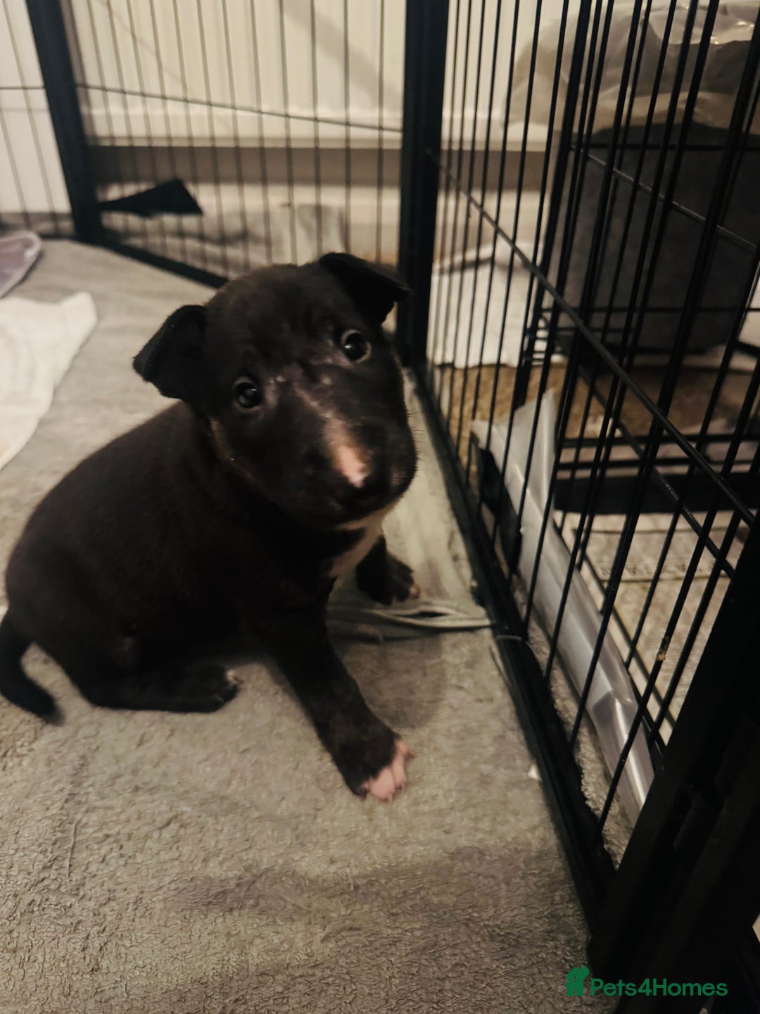 English Bull Terrier dogs for sale: 9 KC REGISTERED ENGLISH BULL TERRIER PUPPEIES in Thetford - Image 3