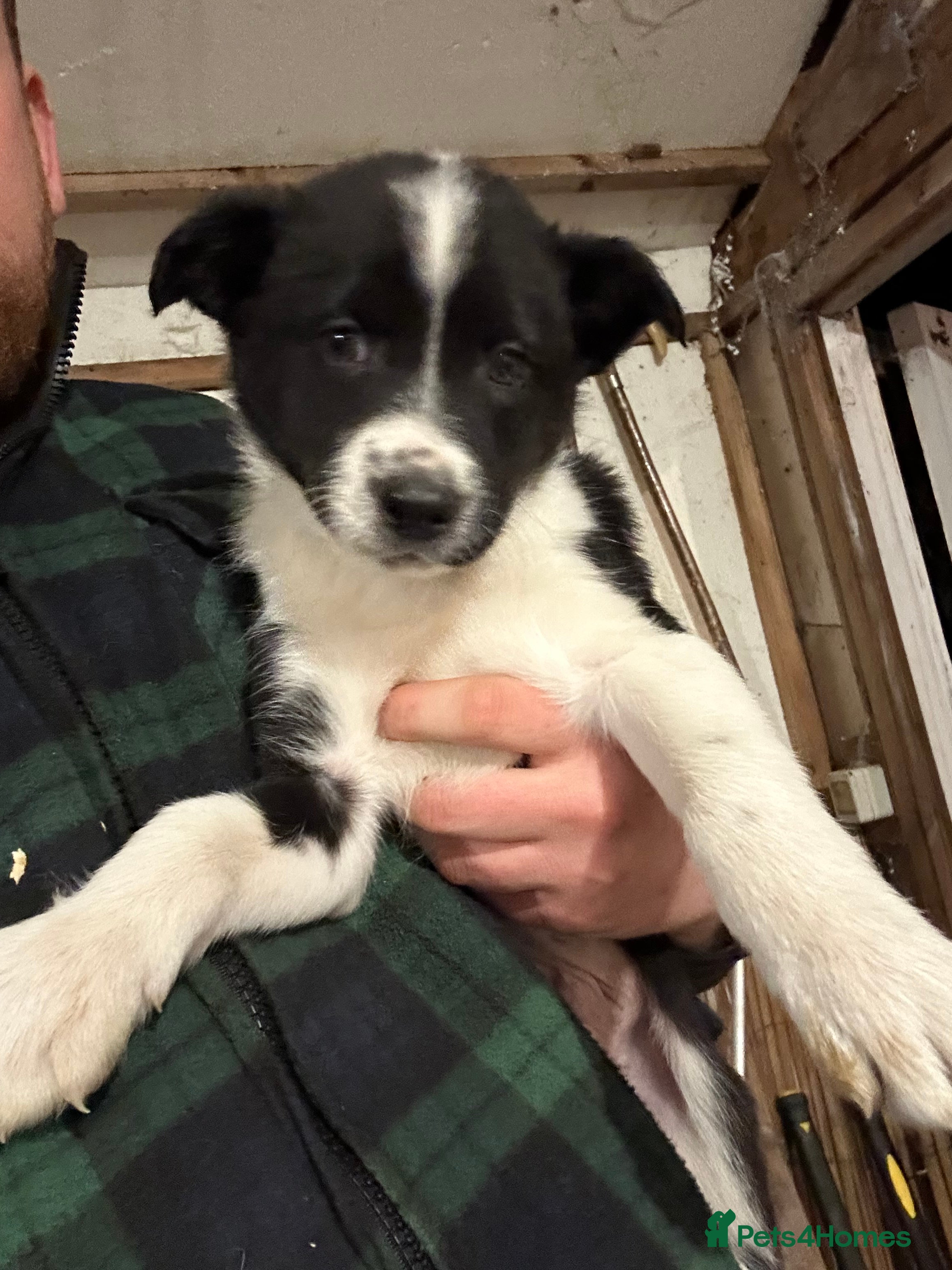 Border Collie dogs 3 collie dogs for sale  - Advert 2