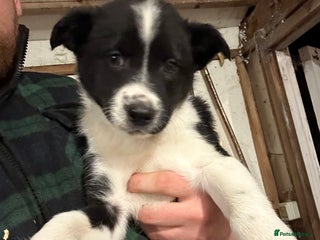 Border Collie dogs 3 collie dogs for sale - Advert 1
