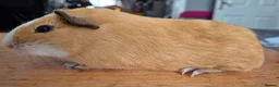 Guinea Pig rodents for sale: Bonny teddies guinea pigs - Advert 7