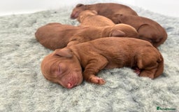 Cockapoo dogs for sale: Westcraigs Cockapoos - Image 6