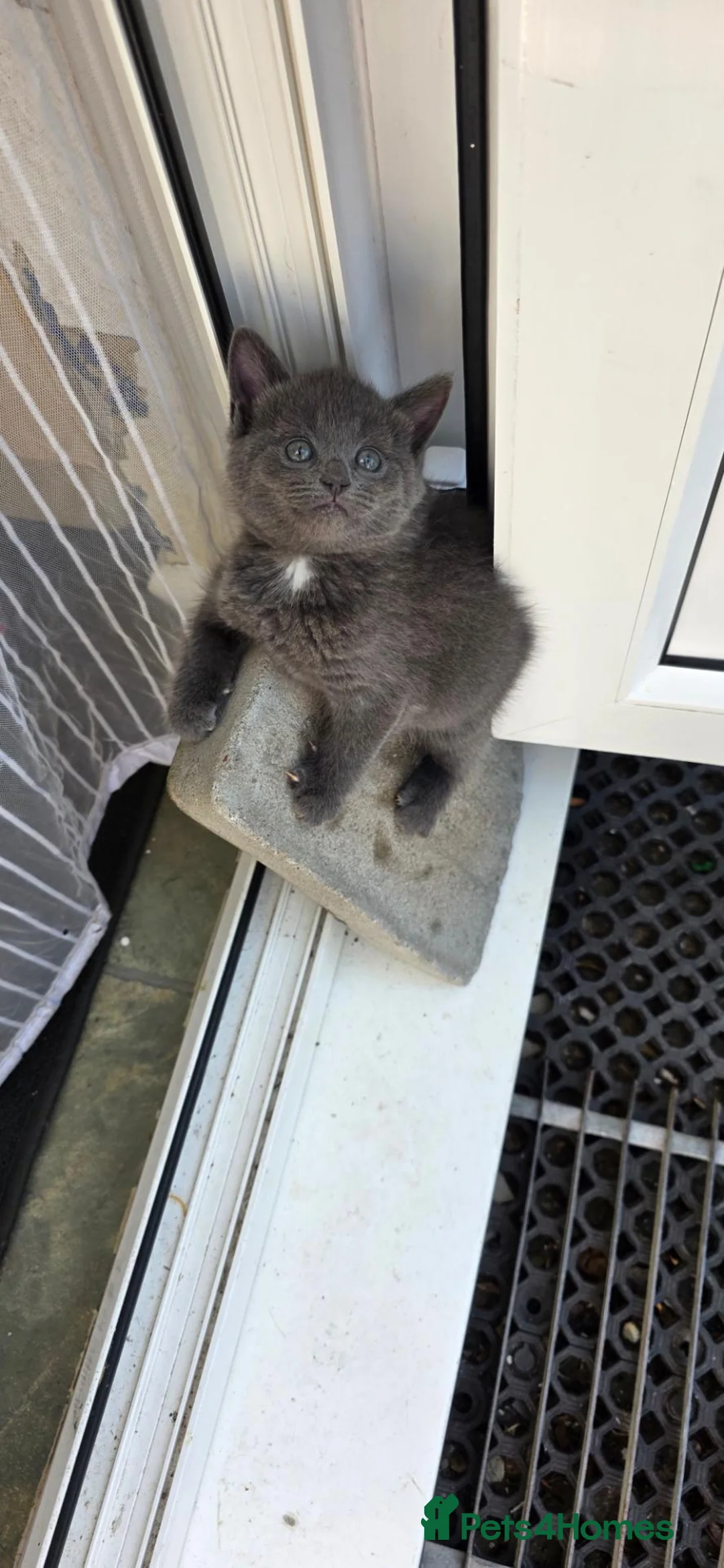 Mixed Breed cats for sale: Kittens in Winchester - Advert 10