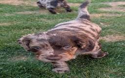 Cocker Spaniel dogs for sale: 6 beautiful cocker spaniel puppies in Wadhurst - Image 10