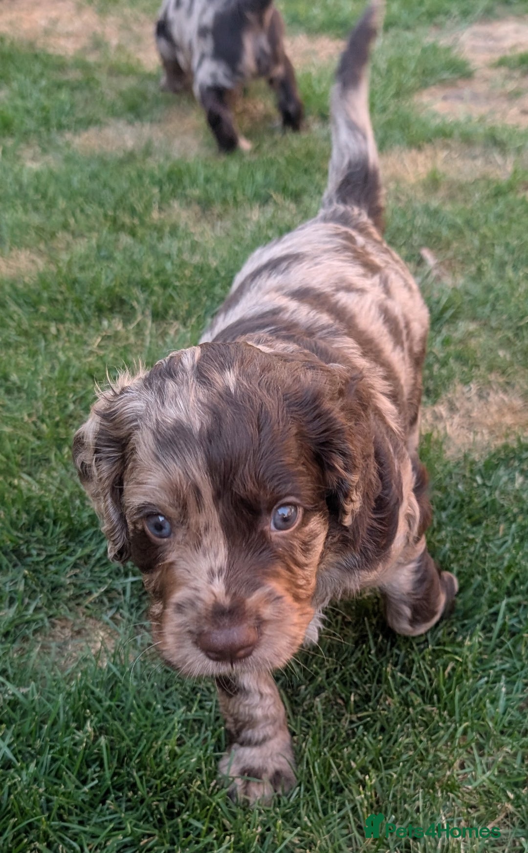 Cocker Spaniel dogs for sale: 6 beautiful cocker spaniel puppies in Wadhurst - Image 10