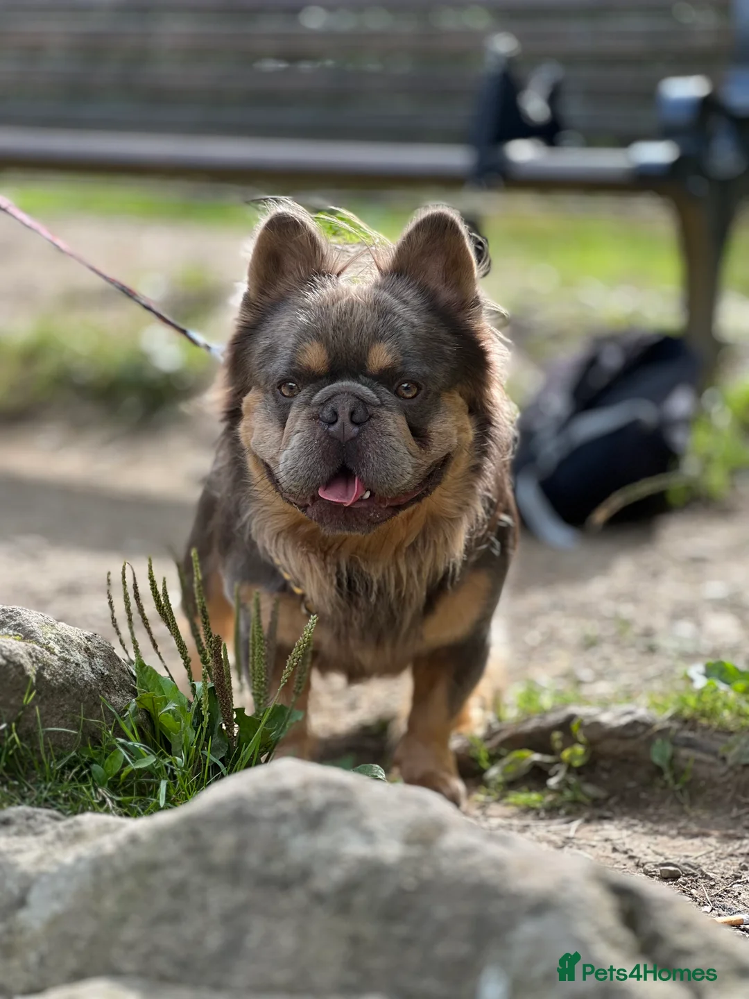 French Bulldog dogs for stud: Lilac & Cherry tan Fluffy in Manchester - Advert 5