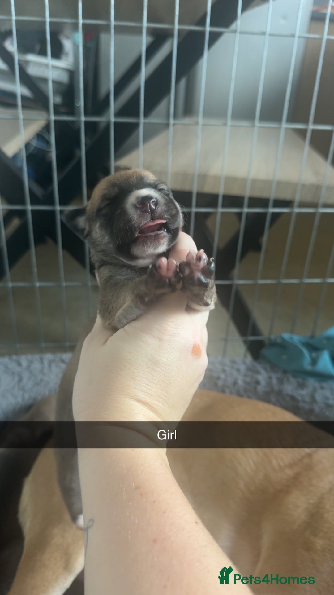 Mixed Breed dogs for sale: Staffy mixed breed pups  - Advert 5