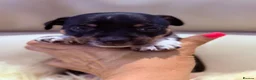 Jack Russell dogs for sale: Minature Jack Russell puppies in Hornchurch - Advert 23