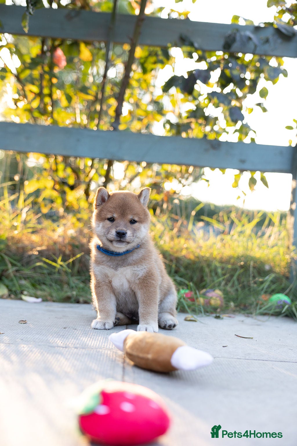 Japanese Shiba Inu dogs Outstanding original Japanese Shiba Inu puppies  - Advert 1