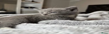 🐱 Kitten Two – Mii Mii 🩷
