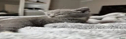 British Shorthair cats for sale: Cuddly grey kittens  - Advert 24