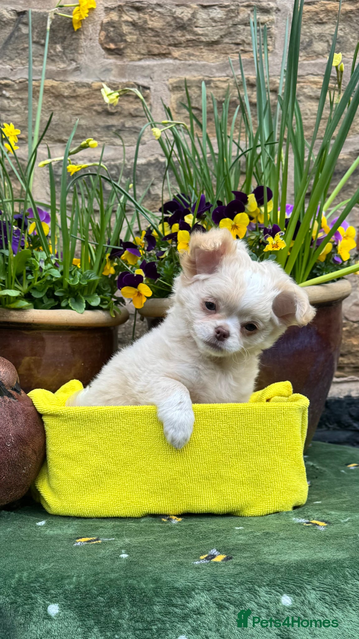 Chihuahua dogs Beautiful long coat girls - Advert 11