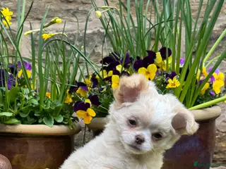 Chihuahua dogs Beautiful long coat girls - Advert 11