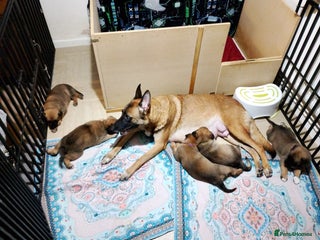 Mixed Breed dogs Belgian shepherd x Caucasian shepherd puppies - Advert 2