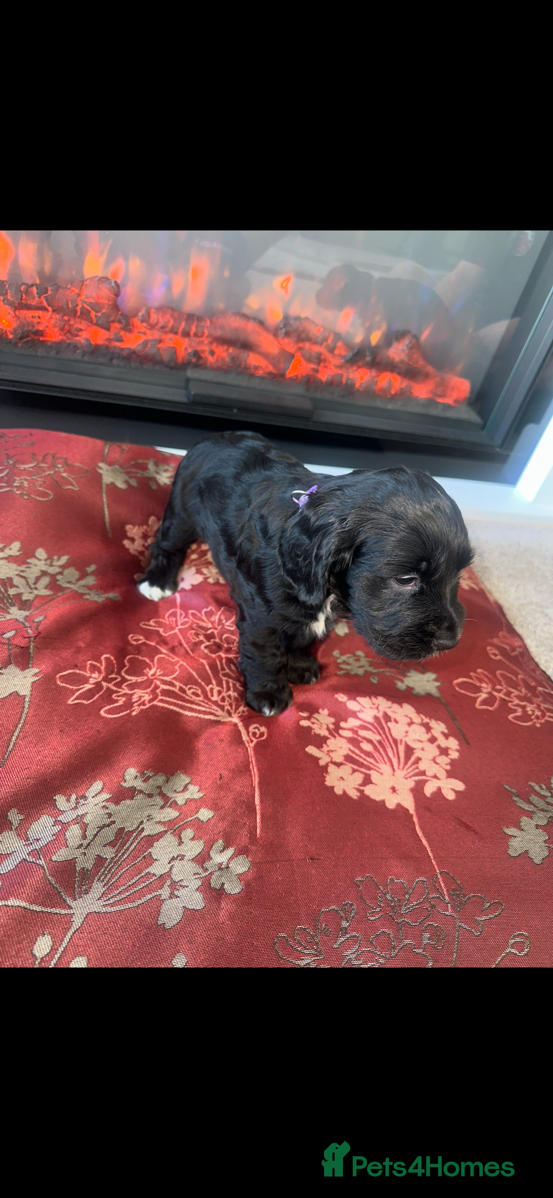 Cocker Spaniel dogs for sale: Show Cocker Spaniels Puppies For Sale - Image 4